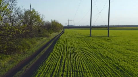 Flight over wheat sprouts to rapeseed field. Countryside. Field near the road Stock Footage 130275432