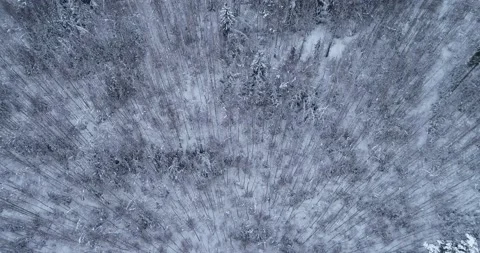 Flight over white woods. Stock Footage 147040243