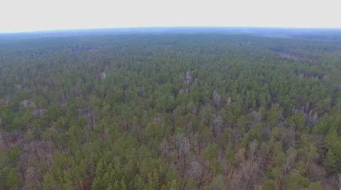 Flight over the wild forest Stock Footage 60815264