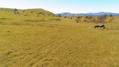 Flight over wild horses herd on mountain meadow. Summer mountains wild nature Stock Footage 116375059