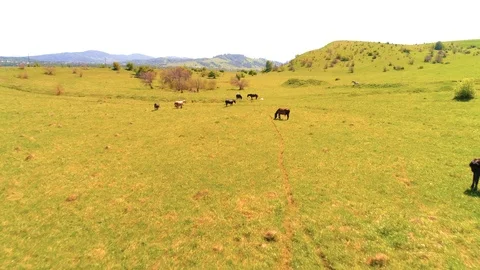 Flight over wild horses herd on mountain meadow. Summer mountains wild nature Stock Footage 116375344