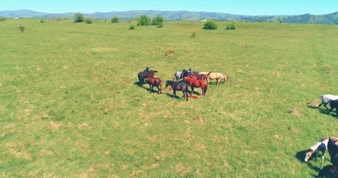 Flight over wild horses herd on mountain meadow. Summer mountains wild nature Stock Footage 116378532