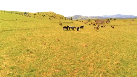 Flight over wild horses herd on mountain meadow. Summer mountains wild nature Stock Footage 119889853