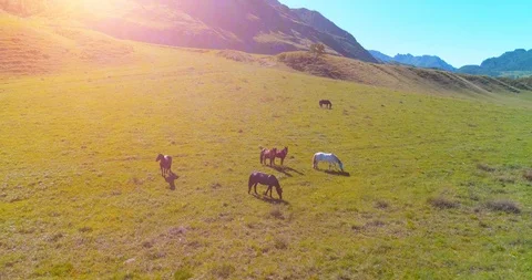 Flight over wild horses herd on meadow. Spring mountains wild nature. Freedom Stock Footage 129266772