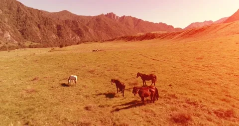 Flight over wild horses herd on meadow. Spring mountains wild nature. Freedom Stock Footage 152985347