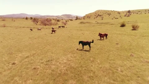 Flight over wild horses herd on mountain meadow. Summer mountains wild nature Stock Footage 165565271