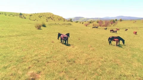 Flight over wild horses herd on mountain meadow. Summer mountains wild nature Stock Footage 169951359