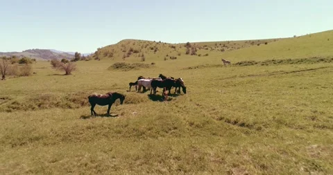Flight over wild horses herd on mountain meadow. Summer mountains wild nature Stock Footage 311524979
