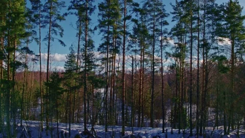 Flight over winter fields and forests in the suburbs of St. Petersburg 18 Stock Footage 136061127