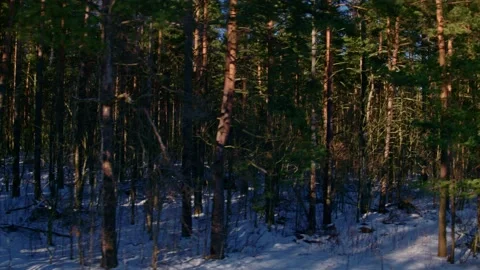 Flight over winter fields and forests in the suburbs of St. Petersburg 15 Stock Footage 136062345