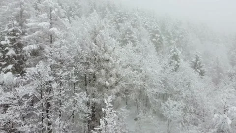 Flight over the winter forest of the Alps during a snowfall Stock-Footage 147432805