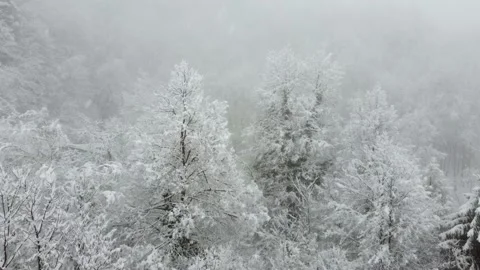 Flight over the winter forest of the Alps during a snowfall Stock-Footage 147433071