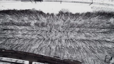 Flight over the winter forest. Black tree trunks contrast on the snow  Stock Footage 146955781