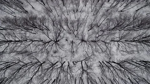 Flight over the winter forest. Black tree trunks contrast on the snow  Video stock 146955827