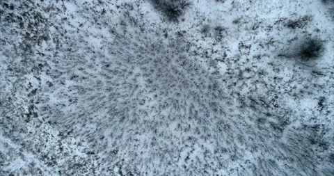 Flight over the winter forest. Black trees on a white background. Up down view Stock Footage 149074672