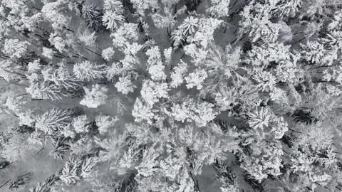 Flight over winter forest during snowfall, snowy tree tops, aerial view Stock Footage 235529043
