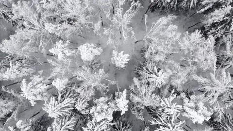 Flight over winter forest during snowfall. Aerial view of snowy tree tops Stock Footage 235530173