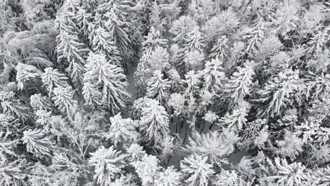 Flight over winter forest during snowfall. Aerial view of snowy tree tops Stock Footage 235530194