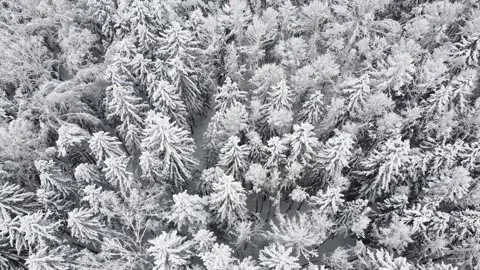 Flight over winter forest during snowfall. Aerial view of snowy tree tops Stock Footage 235530272