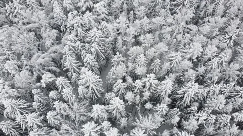 Flight over winter forest during snowfall. Aerial view of snowy tree tops Stock Footage 235530343