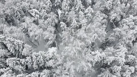 Flight over winter forest during snowfall. Aerial view of snowy tree tops Stock Footage 235530371