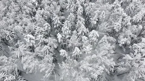 Flight over winter forest during snowfall. Aerial view of snowy tree tops Stock Footage 235530461