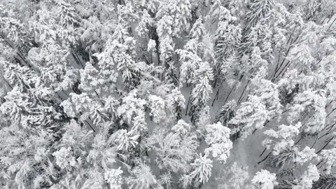 Flight over winter forest during snowfall. Aerial view of snowy tree tops Stock Footage 235530612