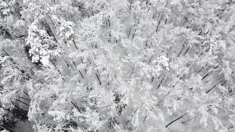 Flight over winter forest during snowfall. Aerial view of snowy tree tops Stock Footage 235530723