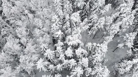 Flight over winter forest during snowfall. Aerial view of snowy tree tops Stock Footage 235530771