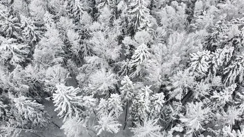 Flight over winter forest during snowfall. Aerial view of snowy tree tops Stock Footage 235530834