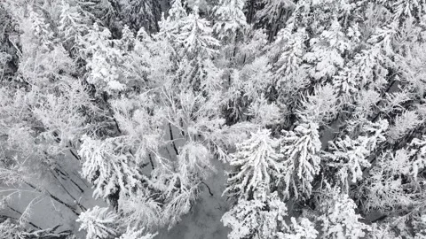 Flight over winter forest during snowfall. Aerial view of snowy tree tops Stock Footage 235530855