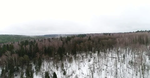 Flight over the winter forest Stock Footage 73690693