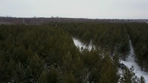 Flight over the winter forest Stock Footage 86253852
