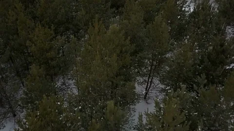 Flight over the winter forest Stock Footage 86254253