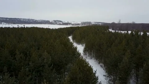 Flight over the winter forest Stock Footage 86254539
