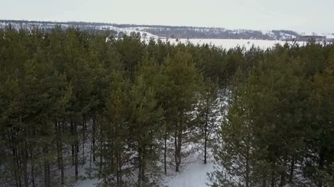 Flight over the winter forest Stock Footage 86254728