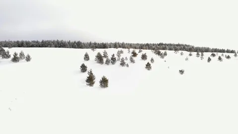 Flight over the winter forest Stock Footage 103816463