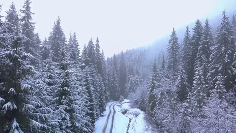 Flight over winter forest Stock Footage 129688312