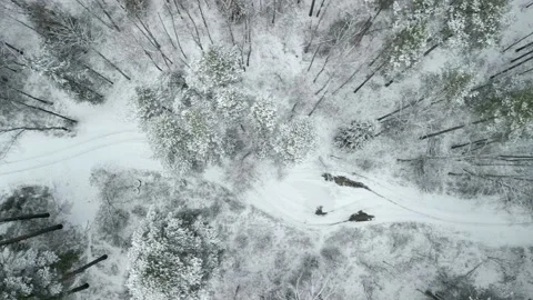 Flight over the winter forest Stock Footage 221526234