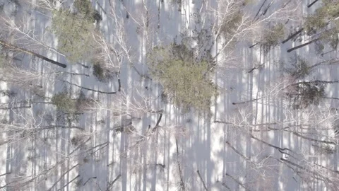 Flight over the winter forest Video stock 259021659