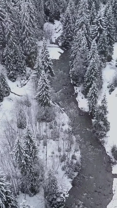 Flight over winter forest Stock Footage 293679714