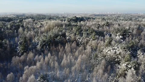 Flight over the winter forest. A large city is visible on the horizon. Dron. Stock Footage 231110418