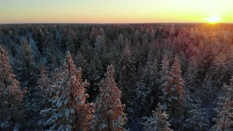 Flight over the winter forest in the north, aerial view from above 動画素材 170050106