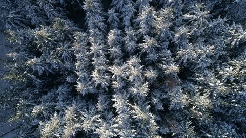 Flight over the winter forest. Russia Video stock 83801930