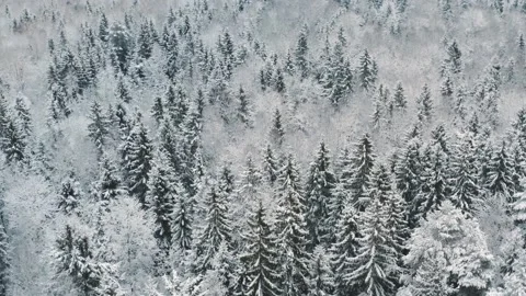 Flight over winter forest with snow covered trees flyover frozen winter woodland Stock Footage 145164160