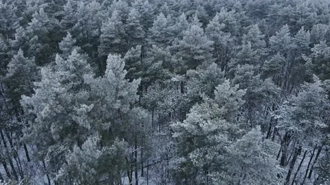 Flight over the winter forest with snow-covered trees. Amazing winter landscape Stock Footage 167797636