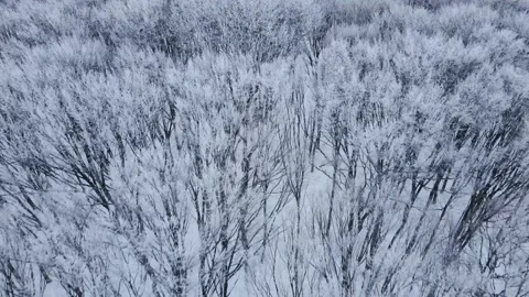 Flight over the winter forest with snow-covered trees. Amazing winter landscape Stock Footage 167797745