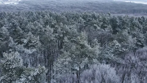 Flight over the winter forest with snow-covered trees. Amazing winter landscape Stock Footage 168223392