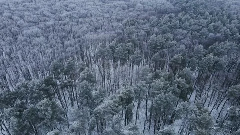 Flight over the winter forest with snow-covered trees. Amazing winter landscape Stock Footage 169697616