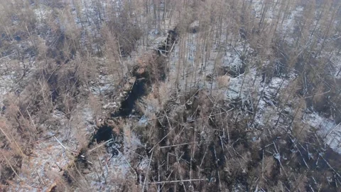Flight over winter frozen tops forest with bald trees and straight river Stock Footage 196288967